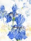 Blue Irises by Laura Boyd, Painting, Ink and Watercolour