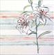 Lilies 1