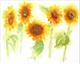 sunflowers with bee